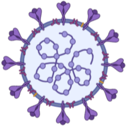 Image of a stylised purple COVID-19 virus